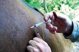 vacinação cavalos